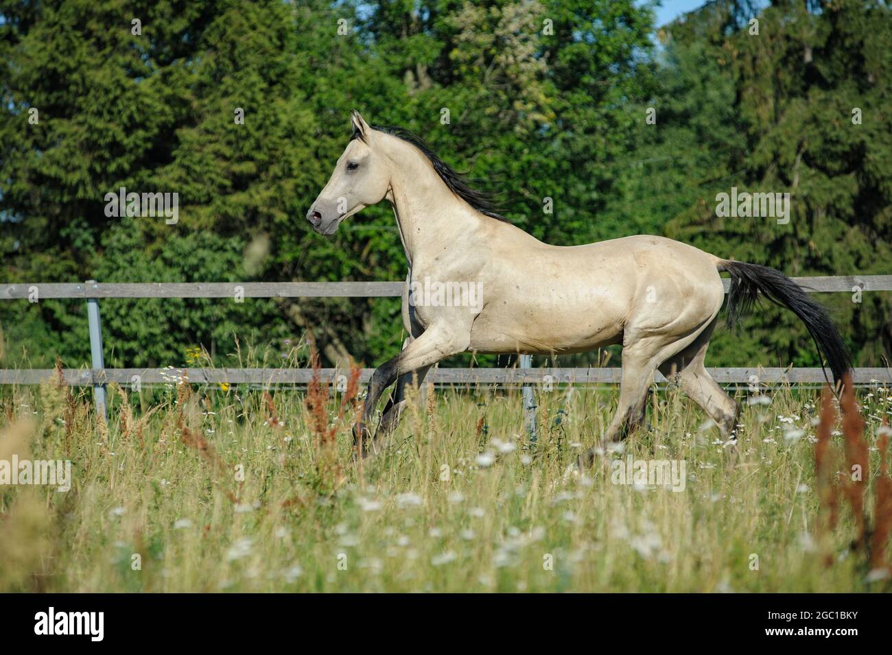 Buckskin akhal-teke stallion galloping in summer paddock Stock Photo