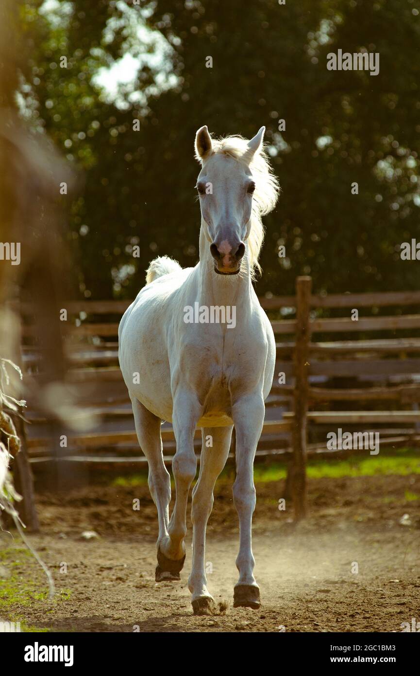 Beautiful white horse in sunset in paddock. Breed of horse is rare terskaya breed. Stock Photo