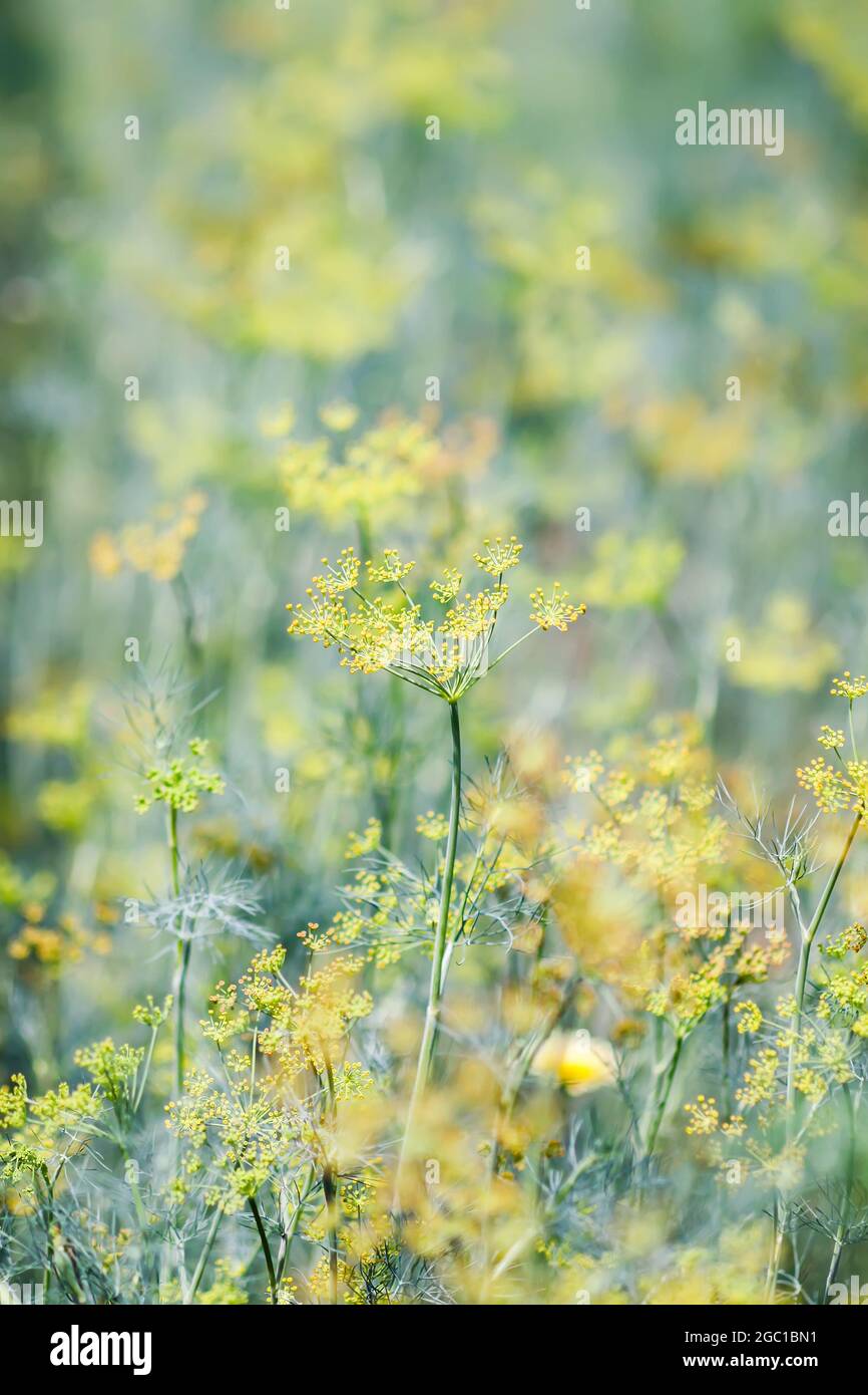 Fresh green dill growing in greenhouse closeup. Garden plant Stock Photo Alamy