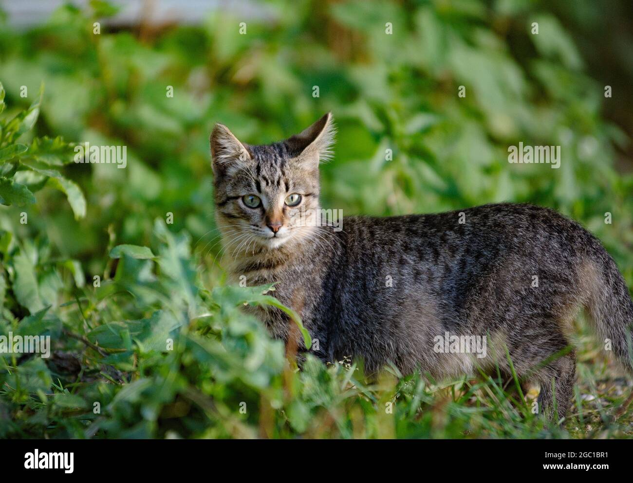 Cute young feral cat in greenery in a summer Stock Photo Alamy