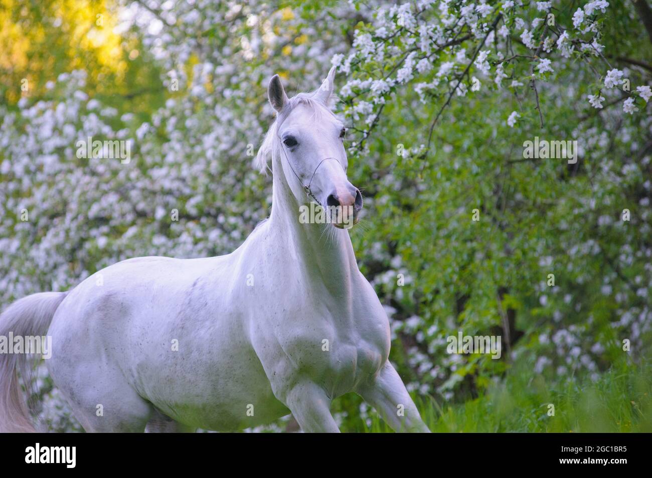 Beautiful white horse running in apple garden in may Stock Photo