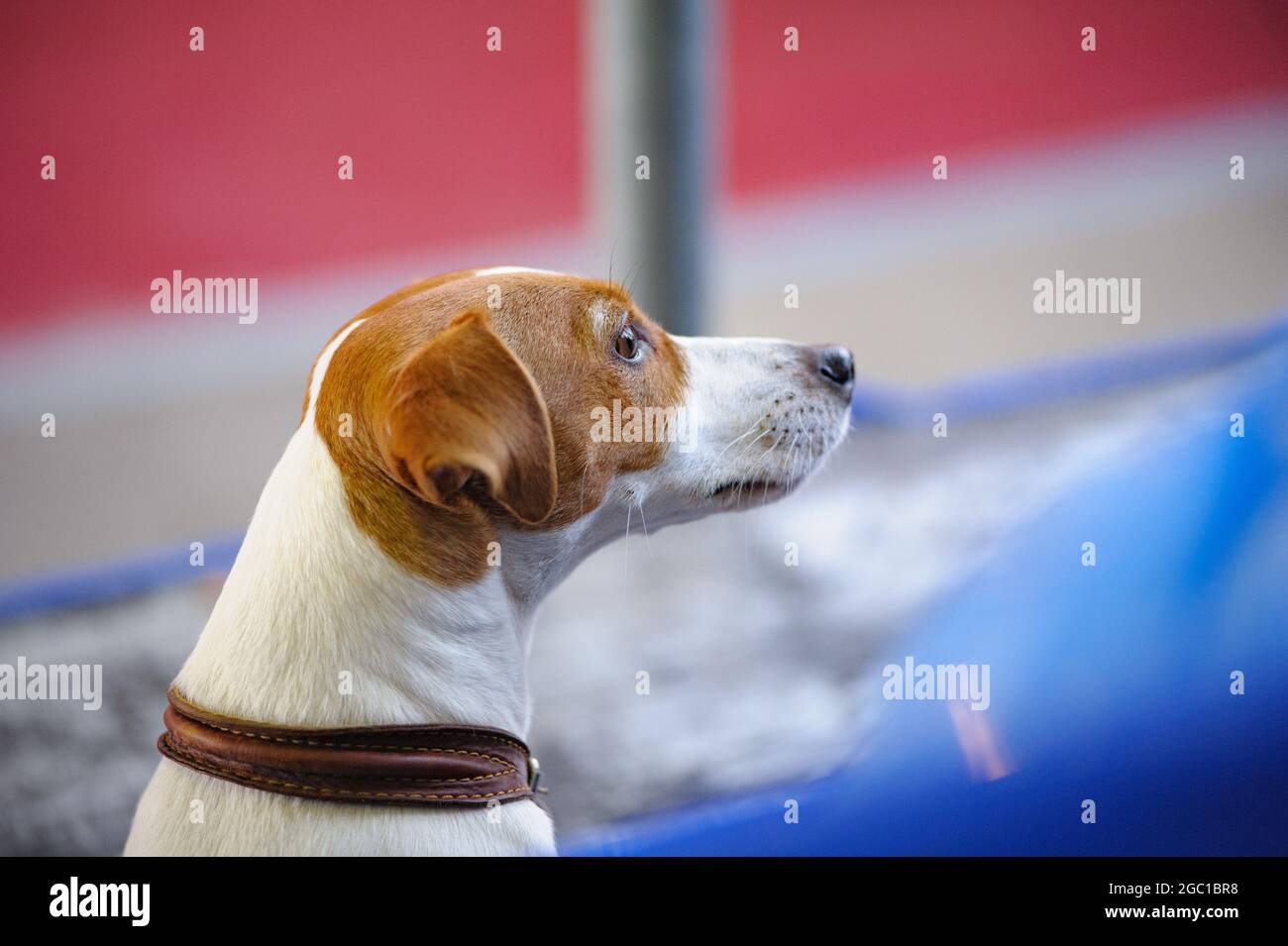 Cute jack russel dog portrait indoors Stock Photo