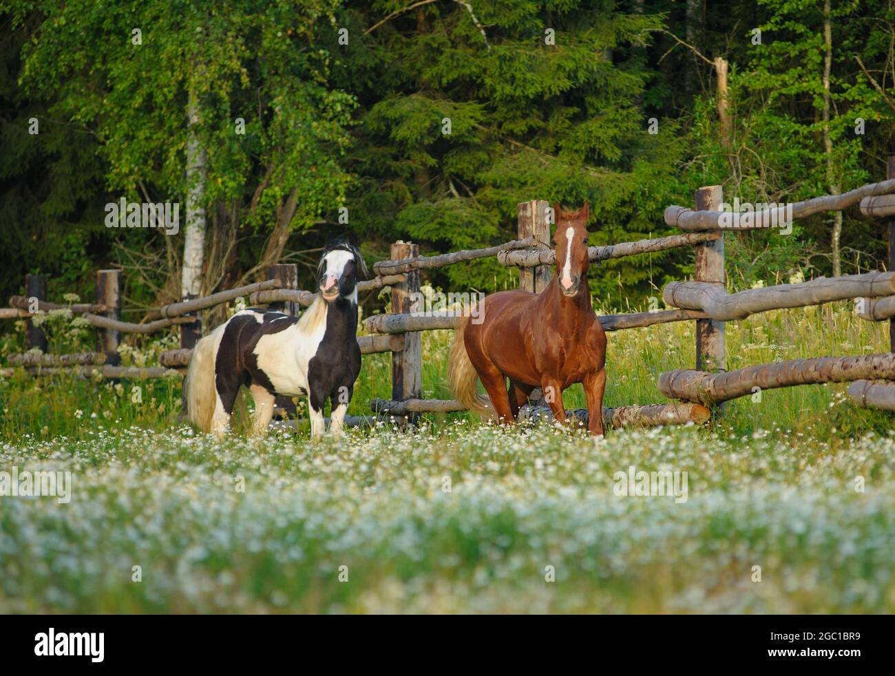 Beautiful horses early morning in the forest grazing Stock Photo