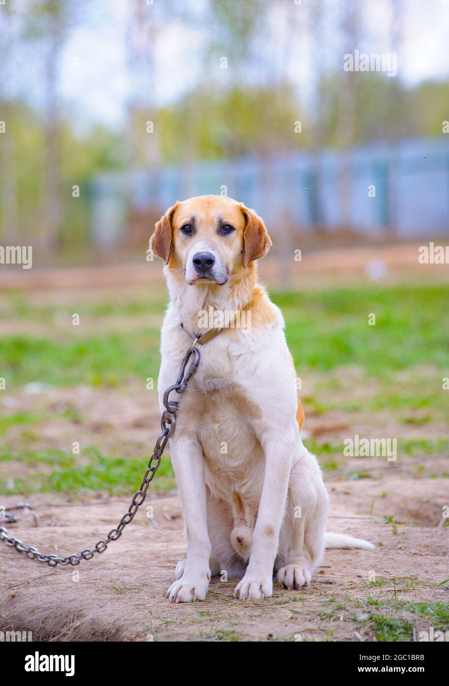 Cute sad dog on a metallic leash outdoors Stock Photo