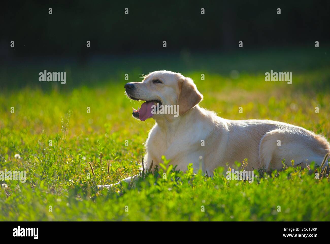 Cute smiling golden retriever chilling in the park in sunset Stock Photo