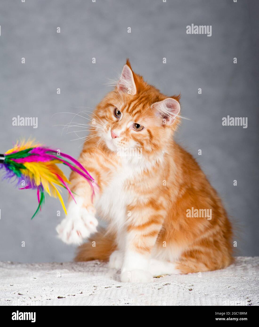 Red fur maine coon cat playing with toy, studio shot Stock Photo