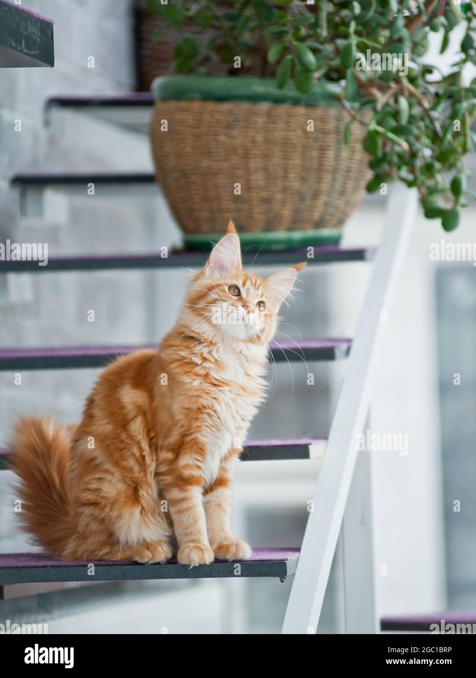 Cute maine coon kitten indoors looks curious Stock Photo