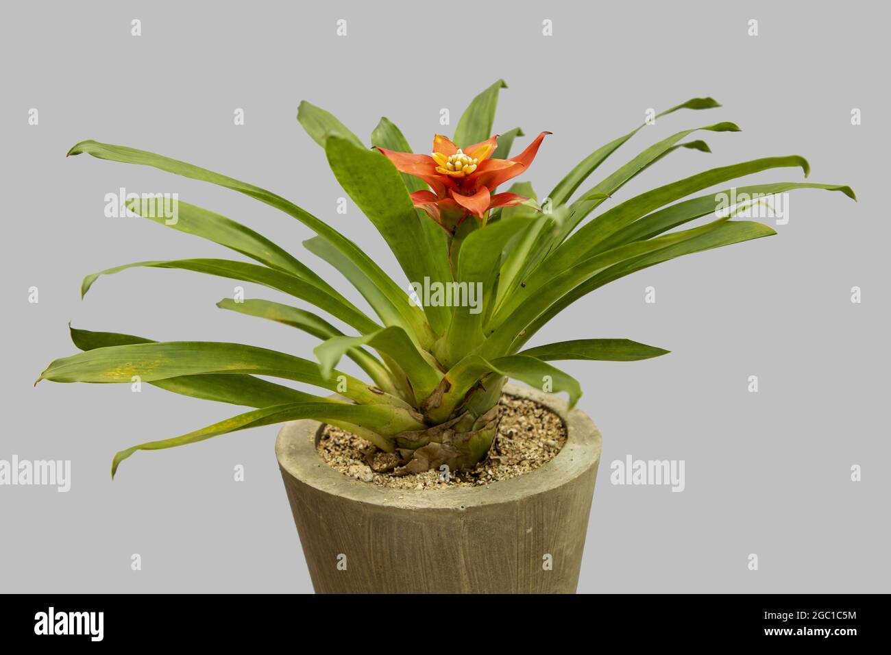 Guzmania plant in a clay pot on a gray background Stock Photo