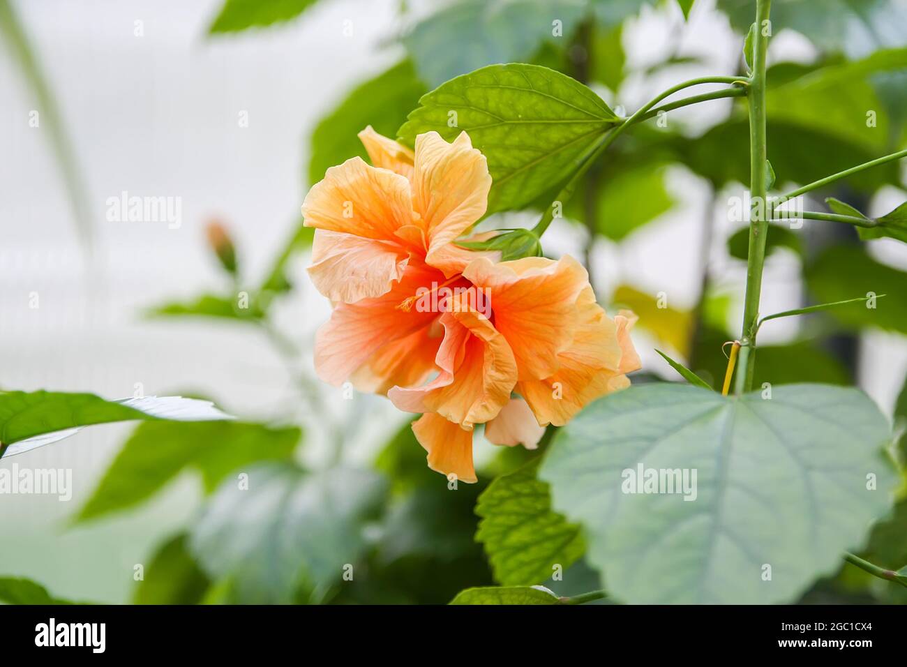Hibiscus beautiful orange flower in spring park Stock Photo