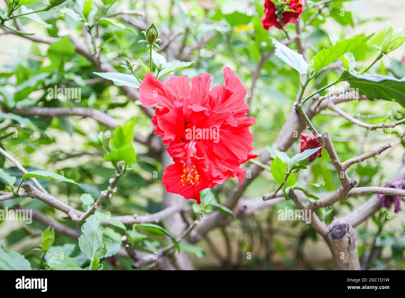 Hibiscus beautiful red flower in spring park Stock Photo