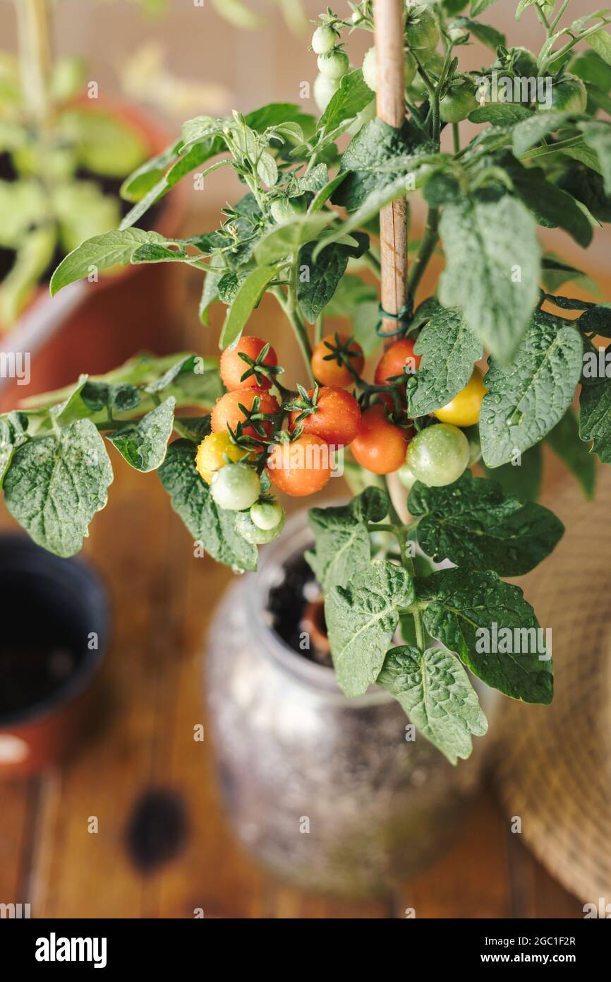 Stock photo of a home grown cherry tomato plant with small ripe tomatoes. Home organic farming and eco fresh vegetables concept Stock Photo