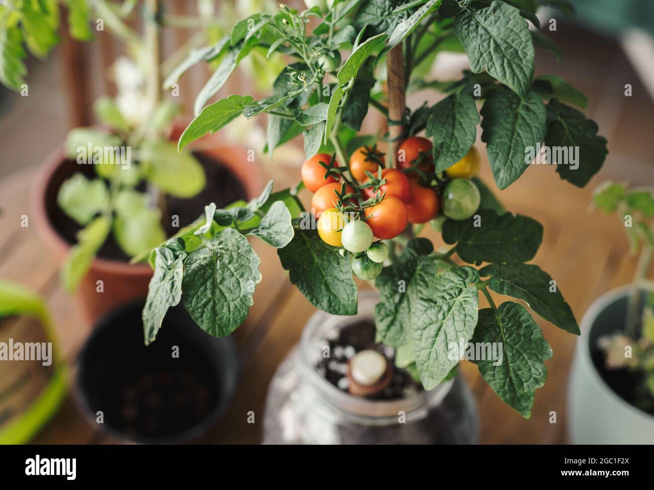 Home farming cherry tomato plant with small ripe tomatoes in a pot. Home organic garden and eco fresh vegetables concept Stock Photo