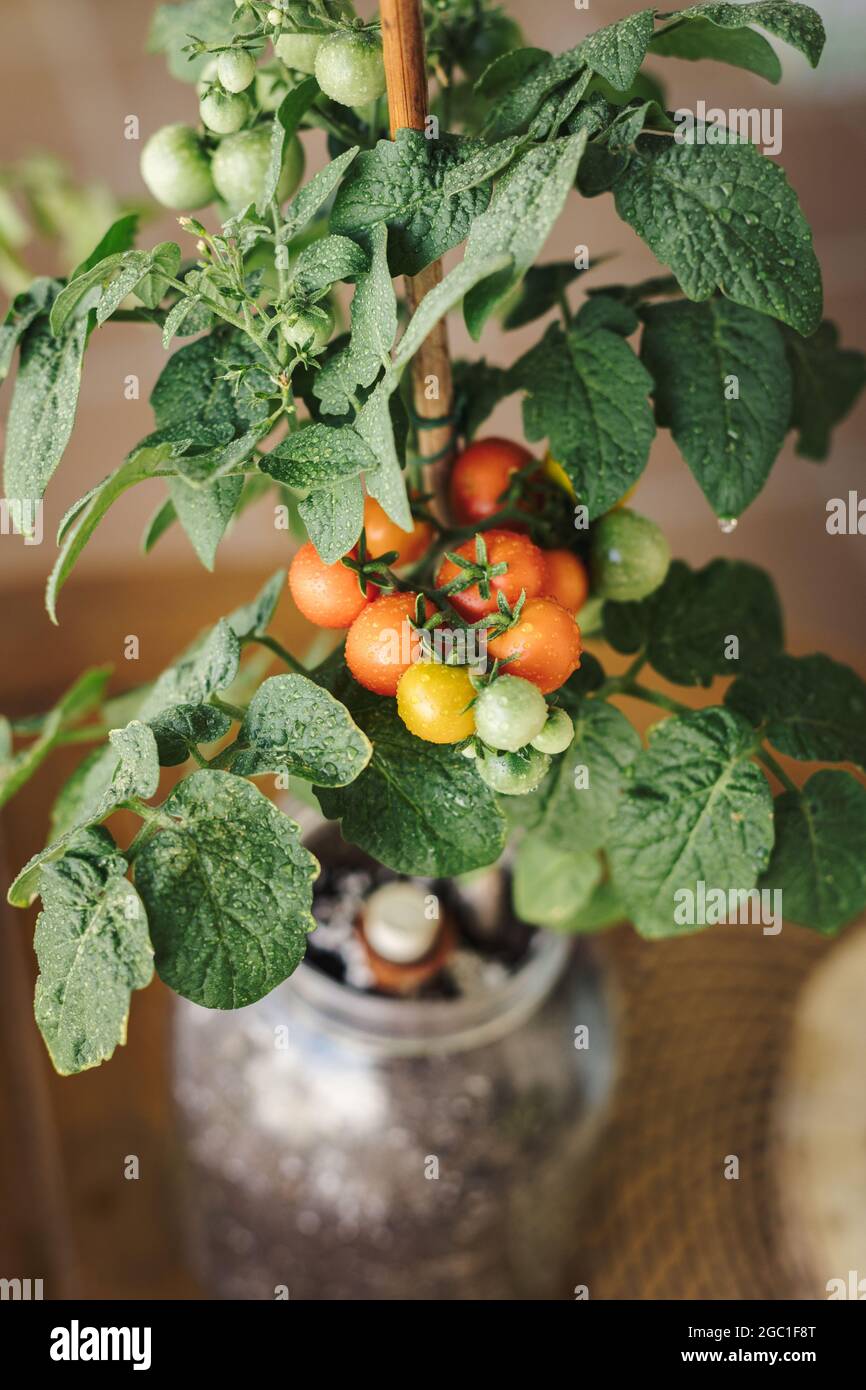 Close up view of some fresh cherry tomatoes in a home farming plant. Home organic farming and eco fresh vegetables concept Stock Photo