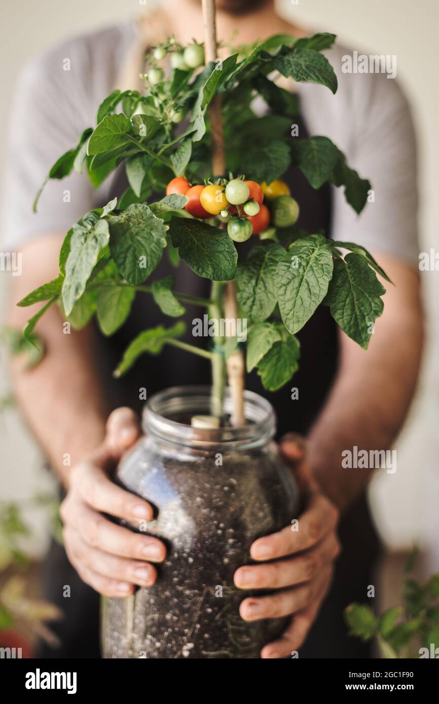 Man holding a home grown cherry tomato plant in a pot with some ripe cherry tomatoes. Home organic garden and eco fresh vegetables concept Stock Photo