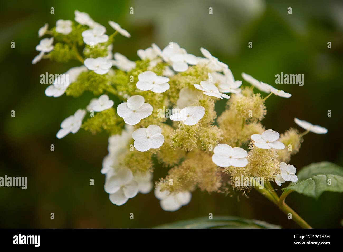 Beautiful white Hydrangea macrophylla in garden. HYDRANGEA PANICULATA