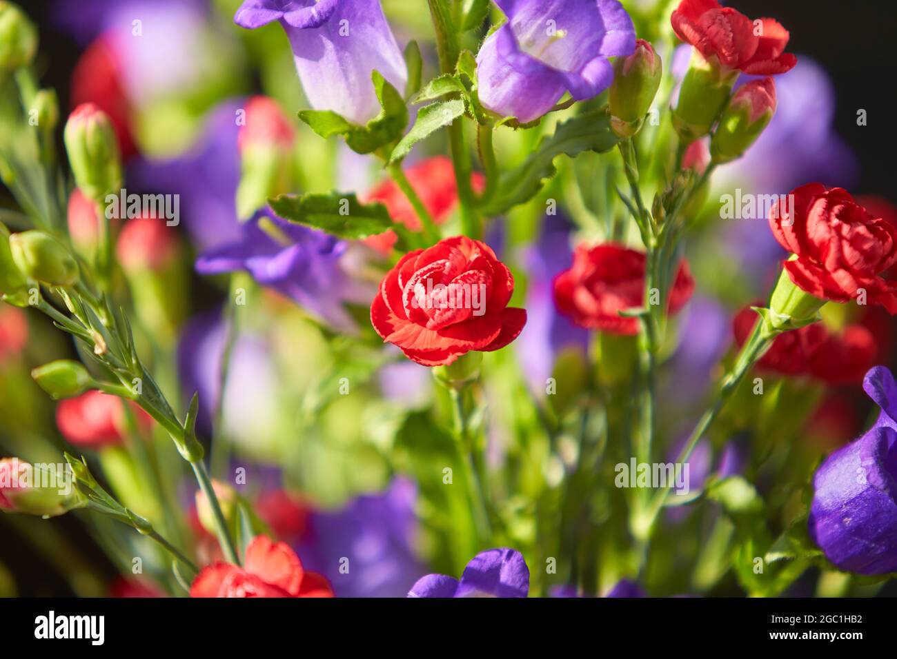 Bouquet of Canterbury bells purple flower blooming (Campanula medium) and red small carnations. Unpretentious and delicate violet bells in the garden. Stock Photo