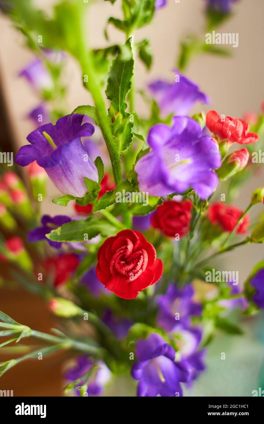 Bouquet of Canterbury bells purple flower blooming (Campanula medium) and red small carnations. Unpretentious and delicate violet bells in the garden. Stock Photo