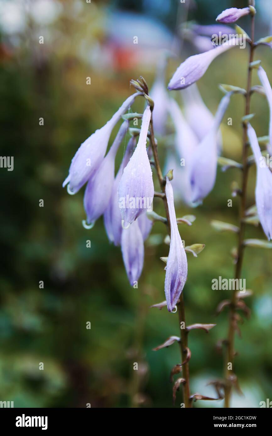 Beautiful purple garden flowers Stock Photo Alamy