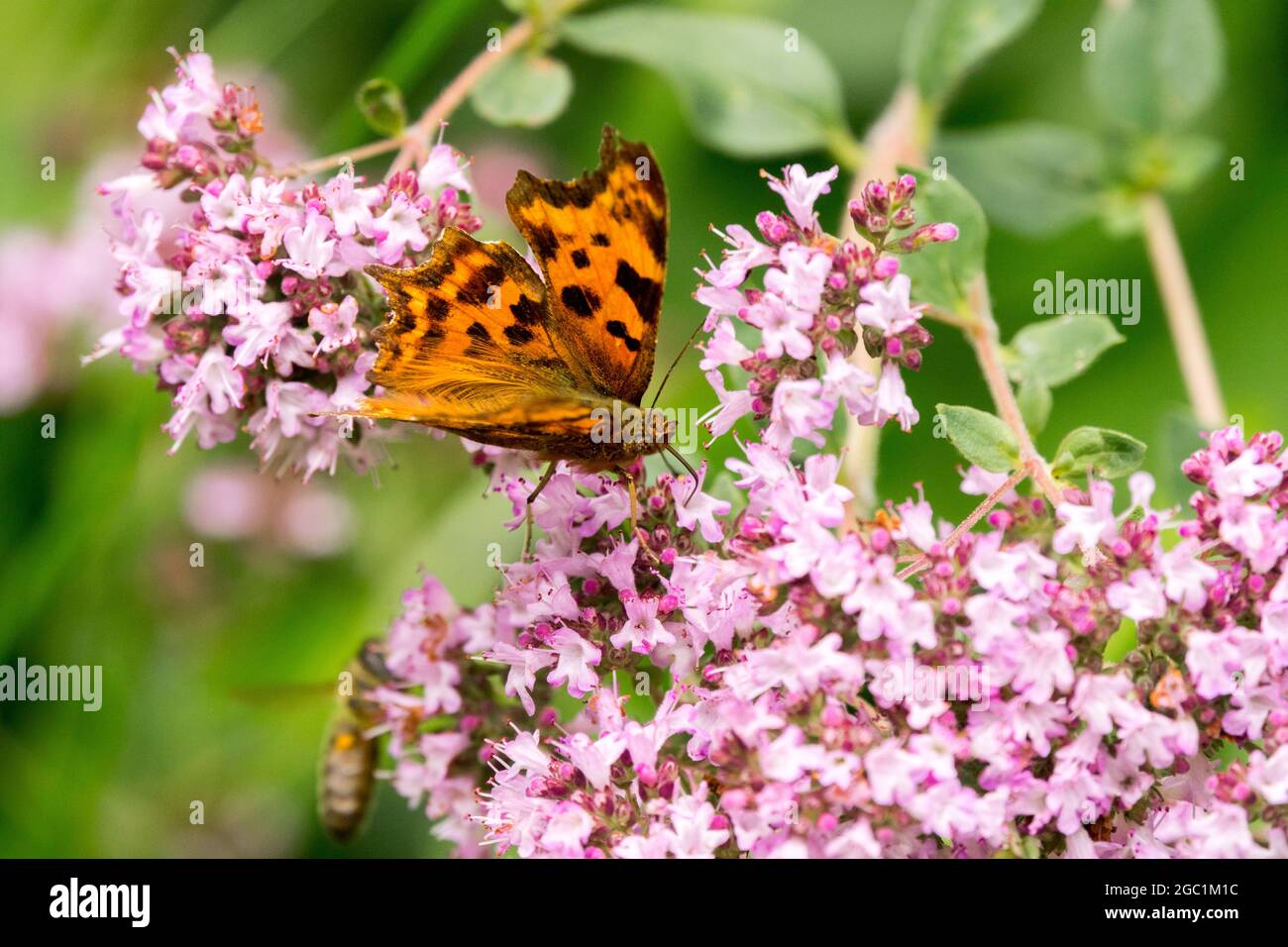 Butterfly on flower, Origanum vulgare Wild marjoram Polygonia c-album Stock Photo