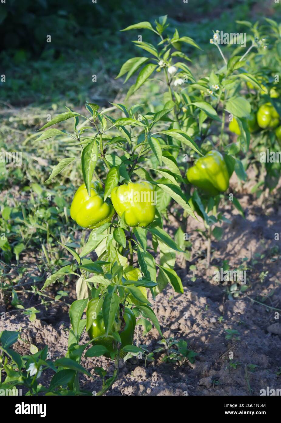 Green paprika plants growing in the garden Stock Photo Alamy