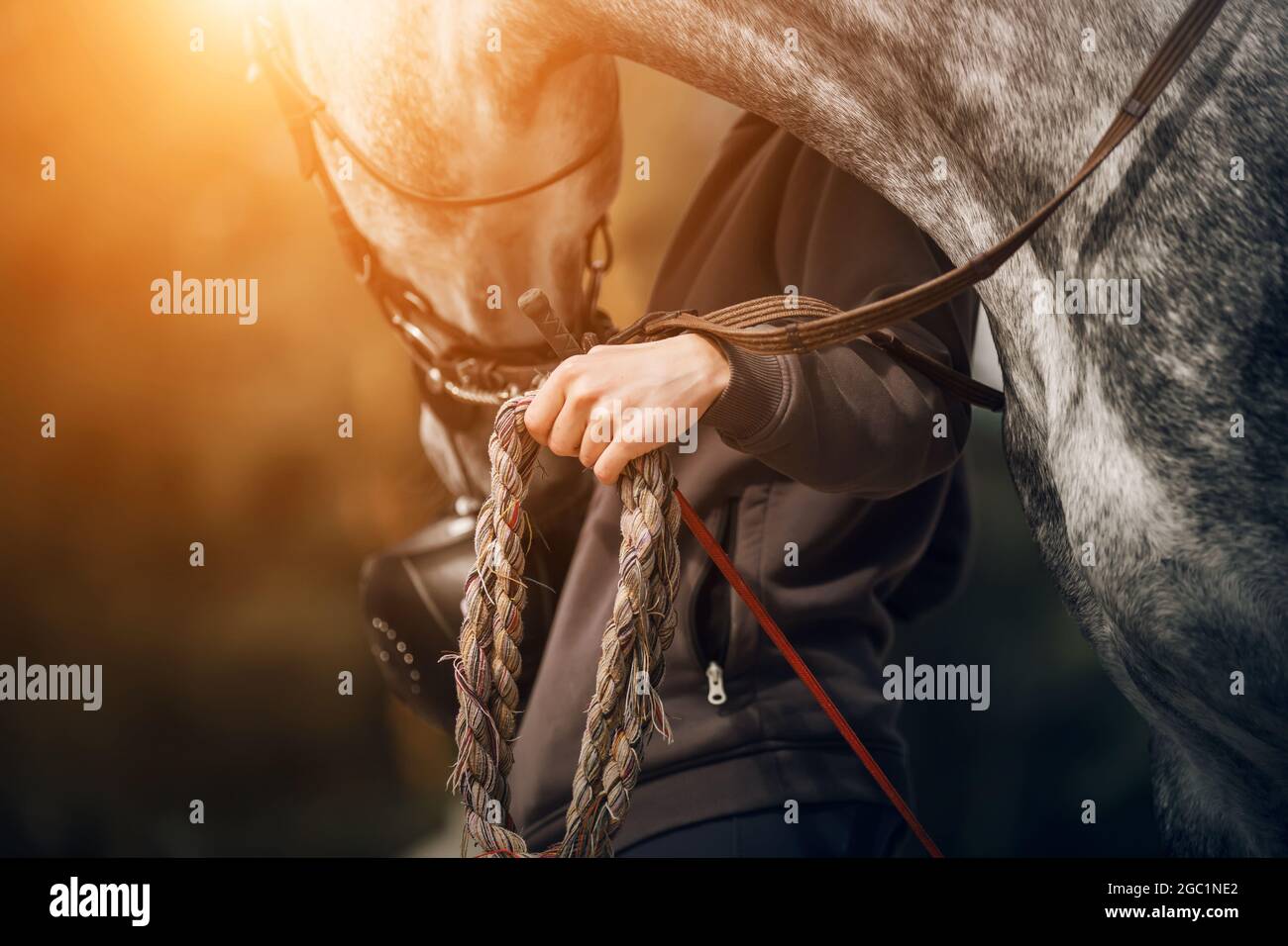 A horse breeder in a gray hoodie with a helmet and a whip in his hands, holds a dappled gray horse by the lead rope on a sunny day. Equestrian life. E Stock Photo