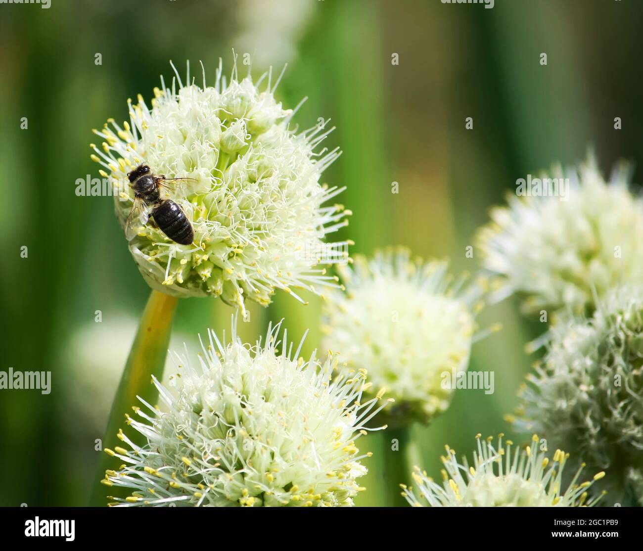 Garlic blooming plant outdoors during flowering season Stock Photo Alamy
