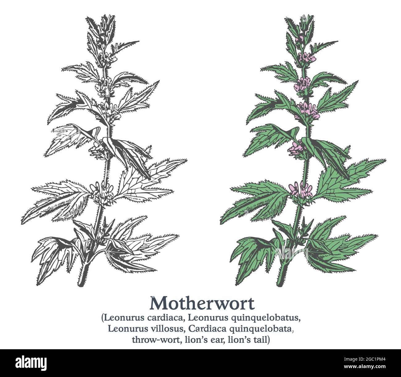 Motherwort. Colorful vector hand drawn plant. Vintage medicinal plant sketch. Stock Vector