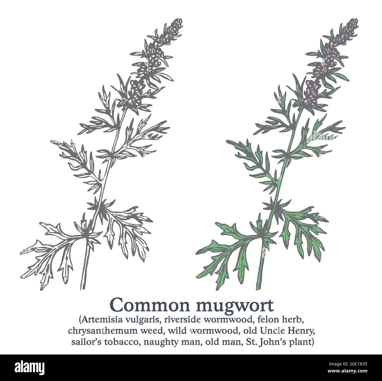 Common mugwort. Colorful vector hand drawn plant. Vintage medicinal sketch Stock Vector