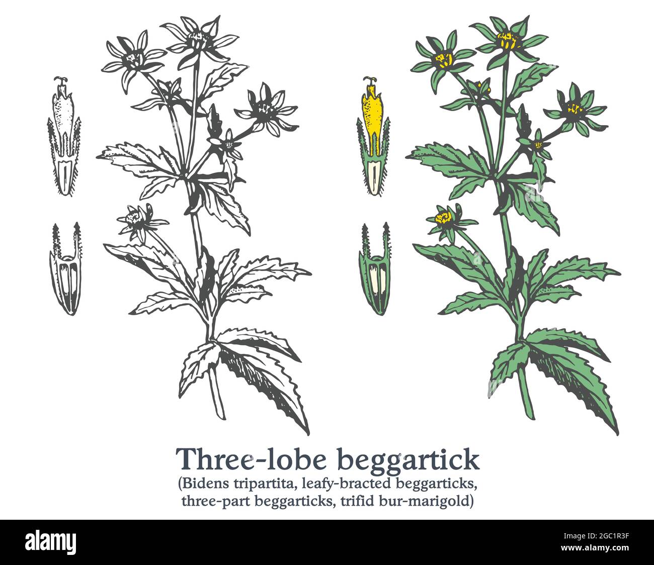 Three-lobe beggartick. Colorful vector hand drawn plant. Vintage sketch Stock Vector