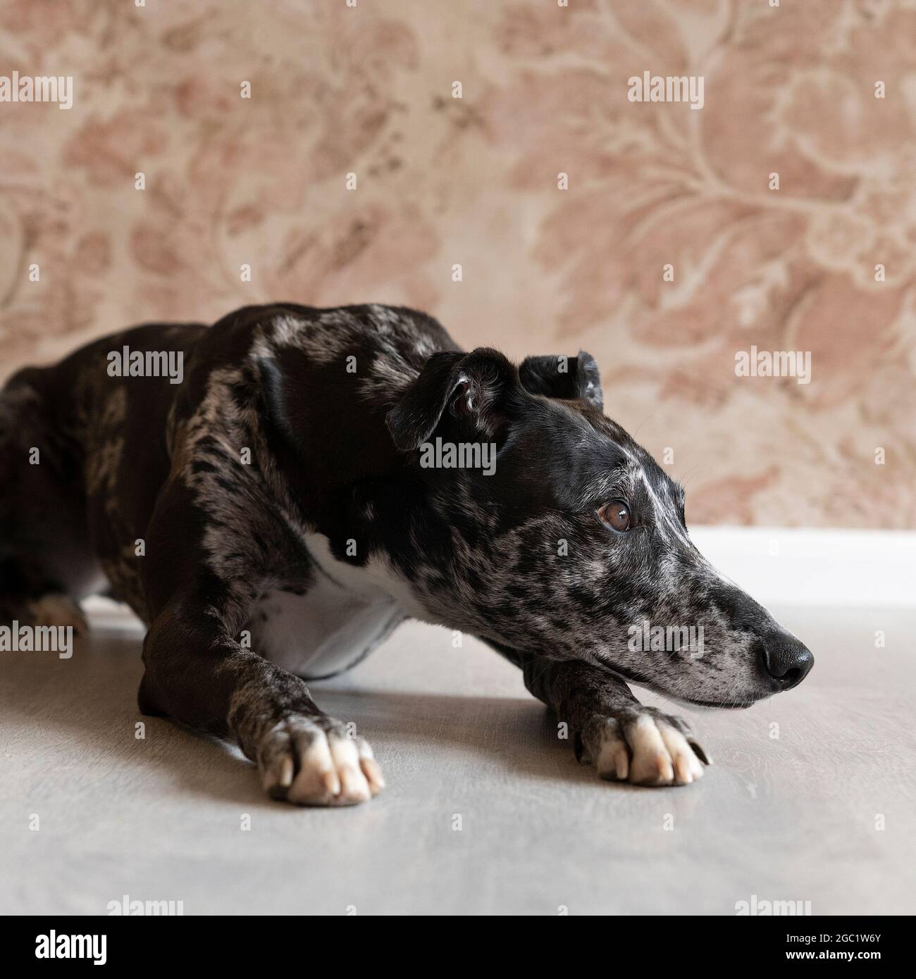 a-studioshot-of-a-black-grey-and-white-lurcher-a-type-of-sighthound-a
