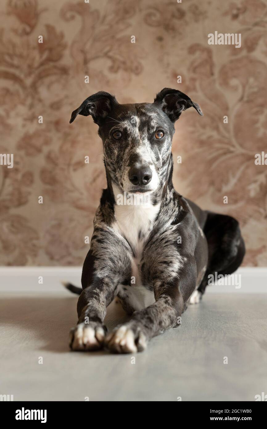 A Studioshot of a black grey and white lurcher a type of sighthound a mixed greyhound or whippet lying on the floor Stock Photo