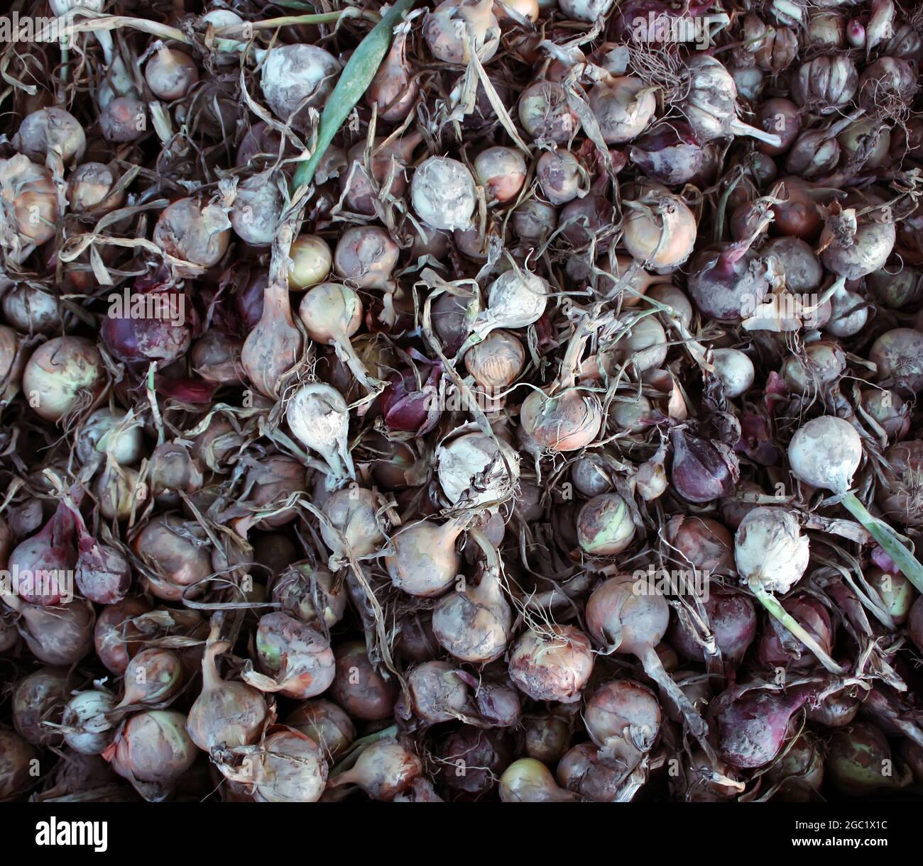 Onion leaves detail hi-res stock photography and images - Alamy