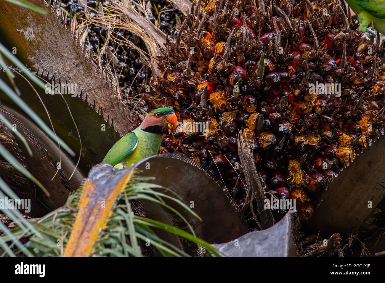 Bluenaped parrot eating palm tree fruit Stock Photo Alamy