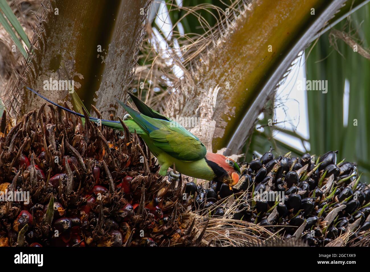 Bluenaped parrot eating palm tree fruit Stock Photo Alamy