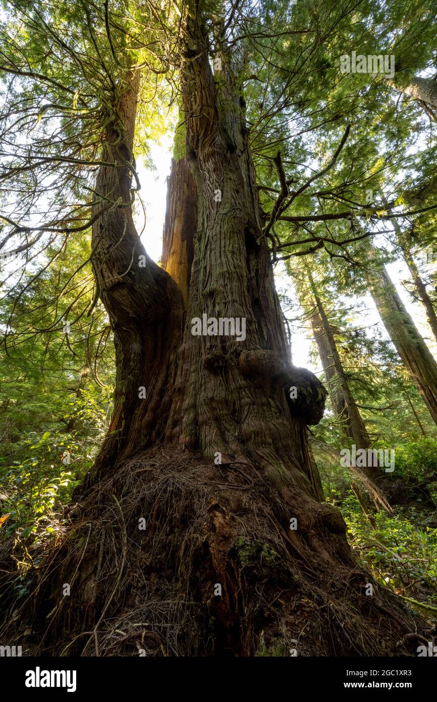 Western red cedar, Thuja plicata, at Jurassic Grove, Vancouver Island, BC Canada Stock Photo