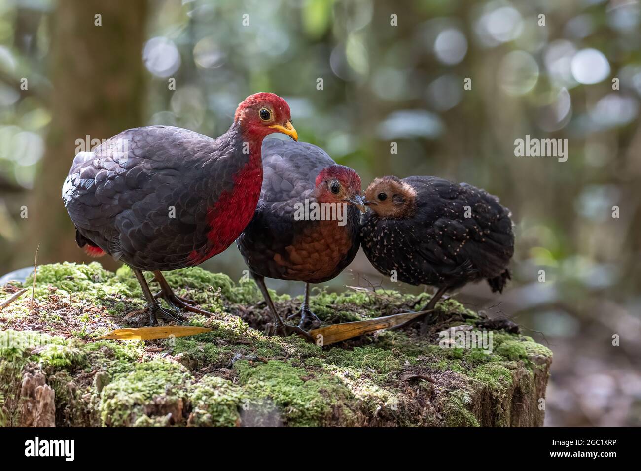 Nature wildlife bird of crimson-headed partridge on deep jungle ...