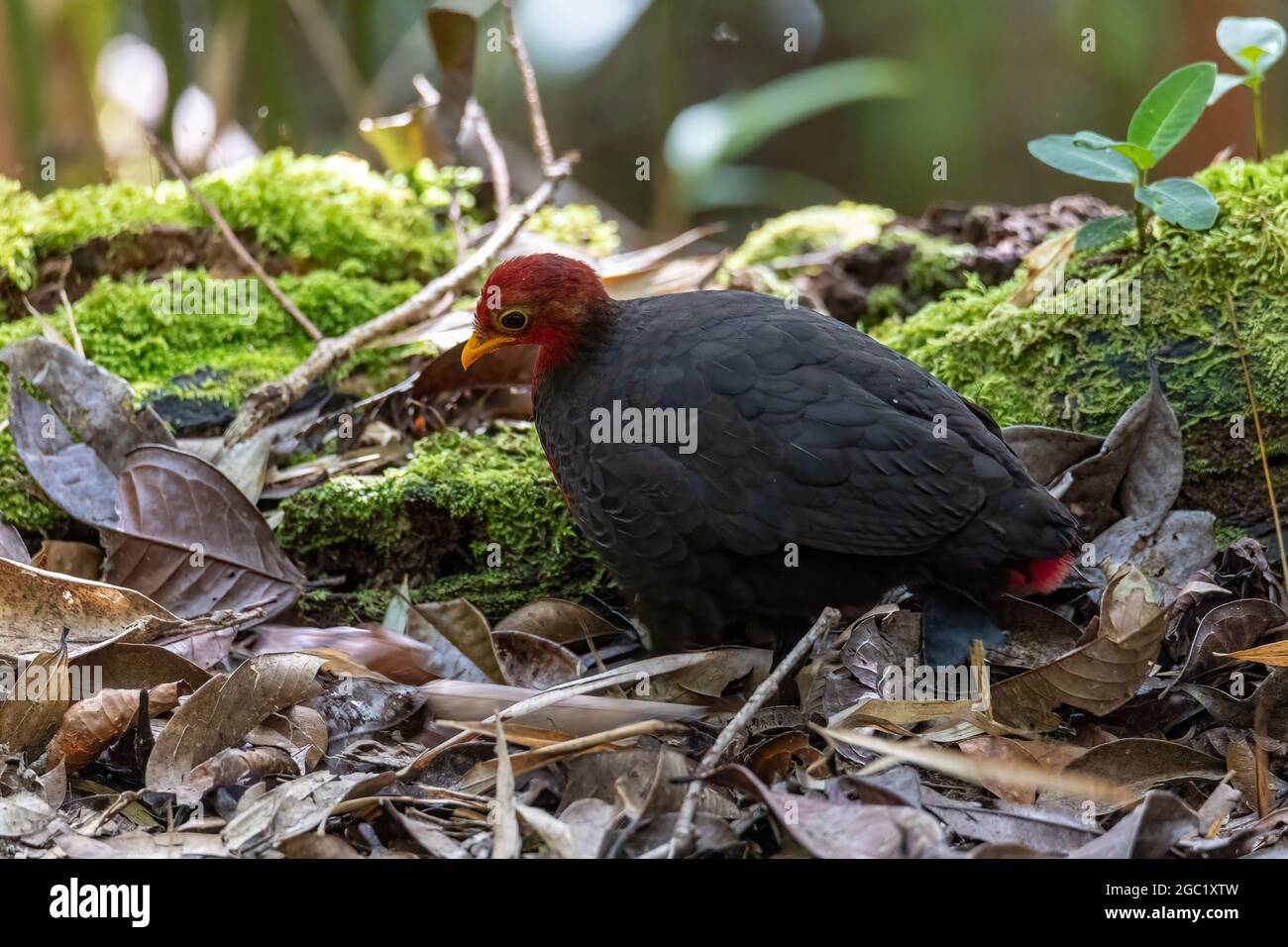 Nature wildlife bird of crimson-headed partridge on deep jungle ...