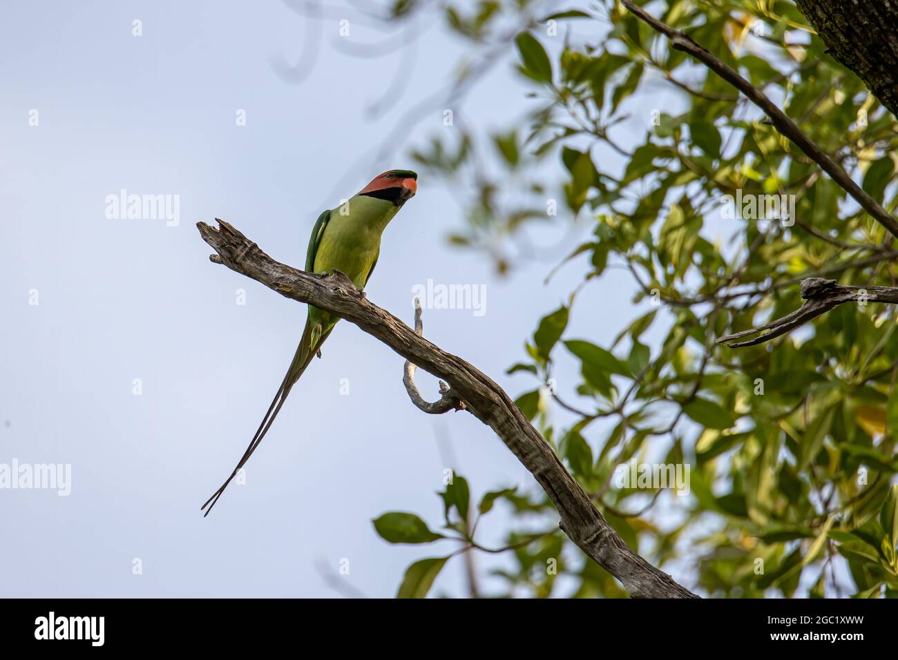 Long-Tailed Parakee perched on the tree branch. Stock Photo