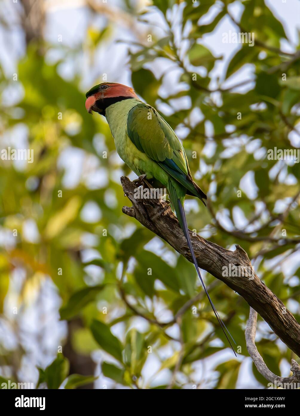 Long-Tailed Parakee perched on the tree branch. Stock Photo