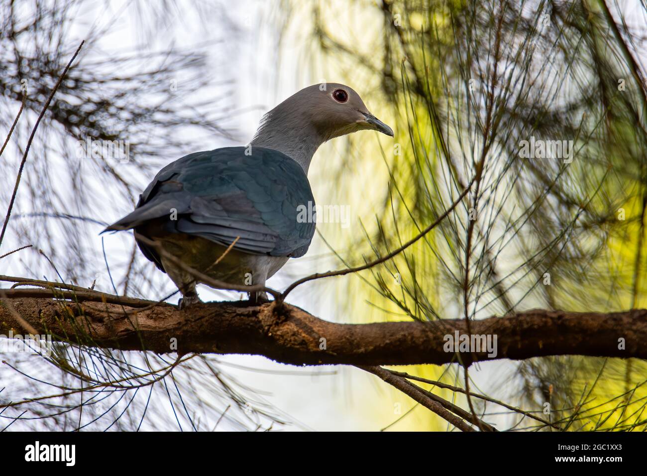 Green Imperial Pigeon perched on the tree branch. Stock Photo