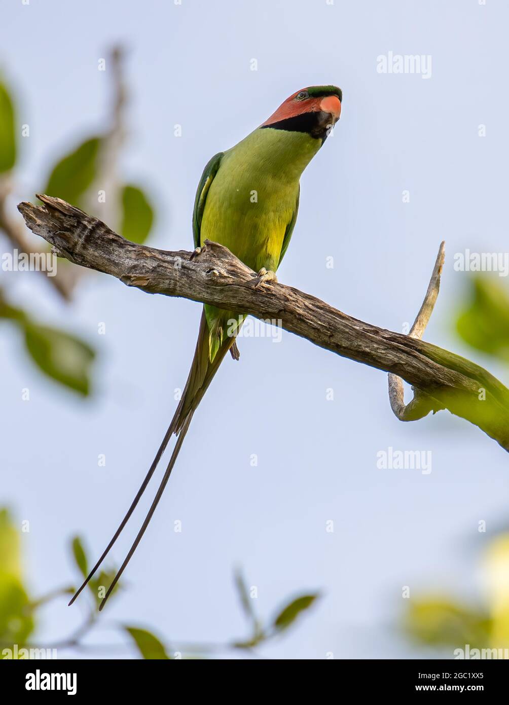 Long-Tailed Parakee perched on the tree branch. Stock Photo