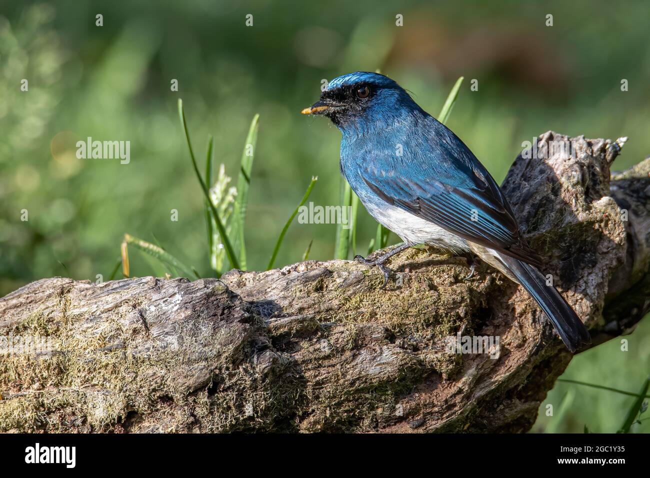 Beautiful blue color bird known as Rufous Vented Flycatcher perched on ...