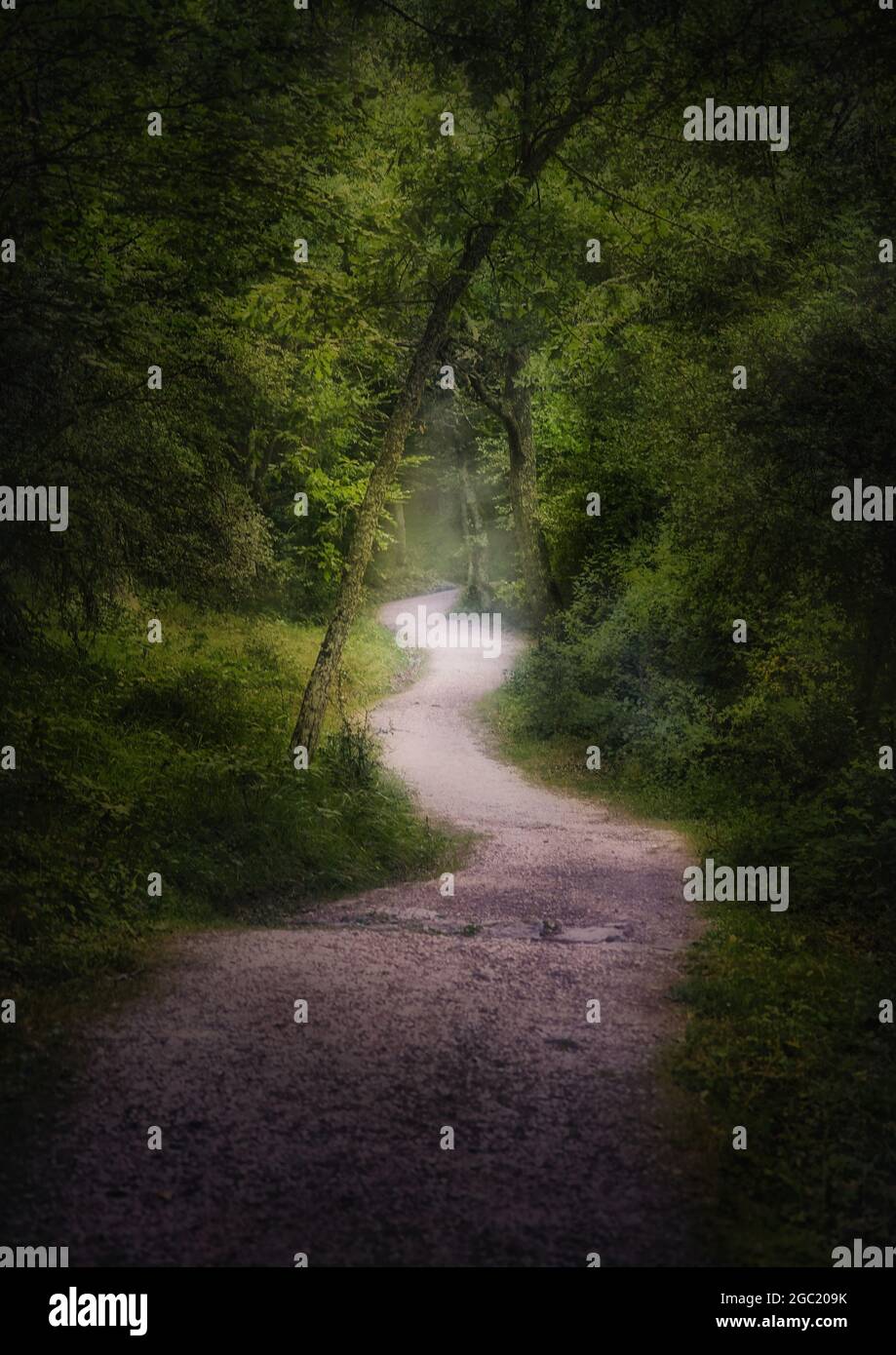 Vertical shot of a narrow pathway in a forest surrounded by trees Stock ...