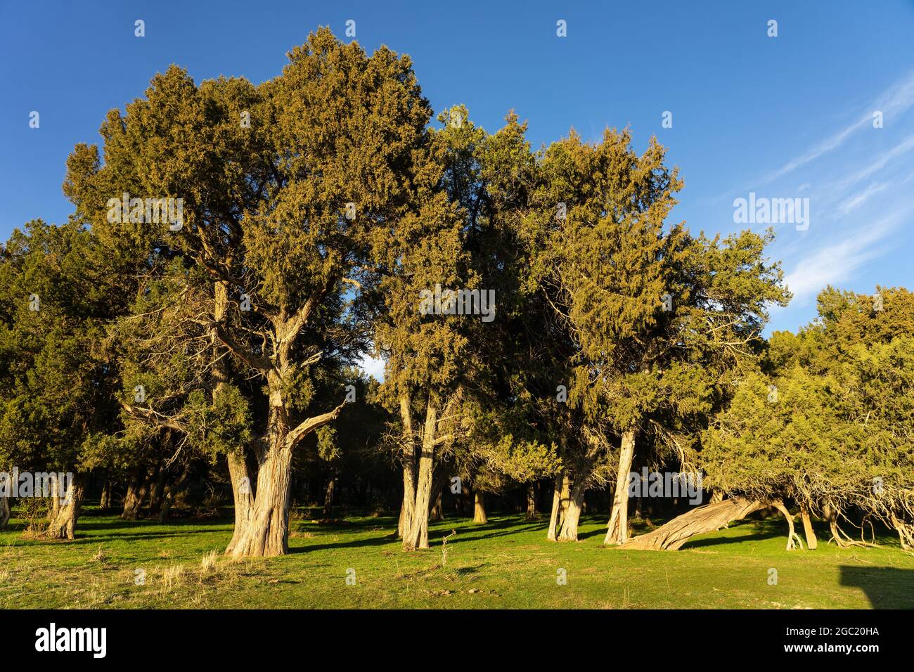 Calatañazor juniper forest in Soria at sunset, Castilla y Leon, Spain. Stock Photo