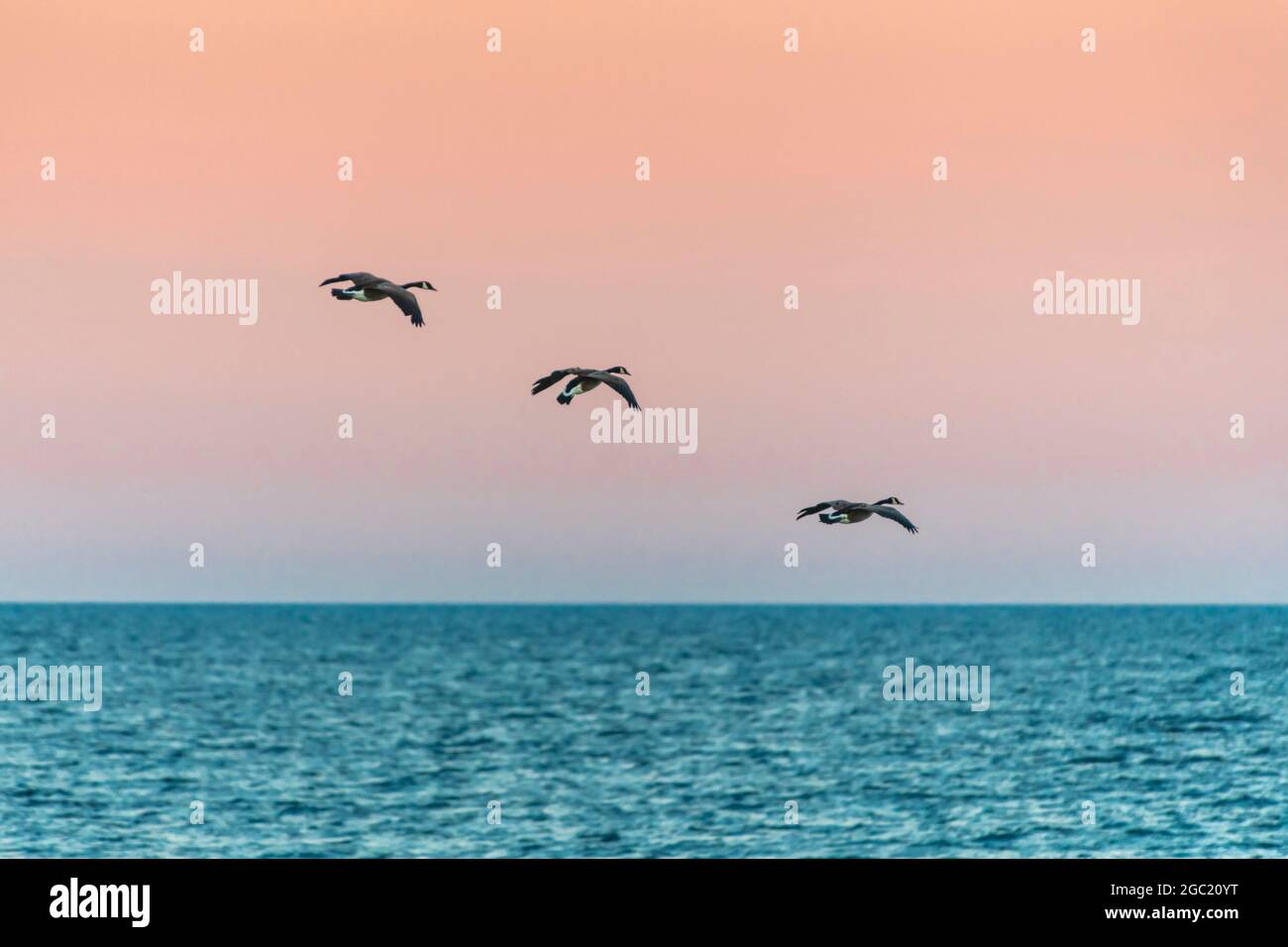 Canada geese flying in the sky at sunset Stock Photo