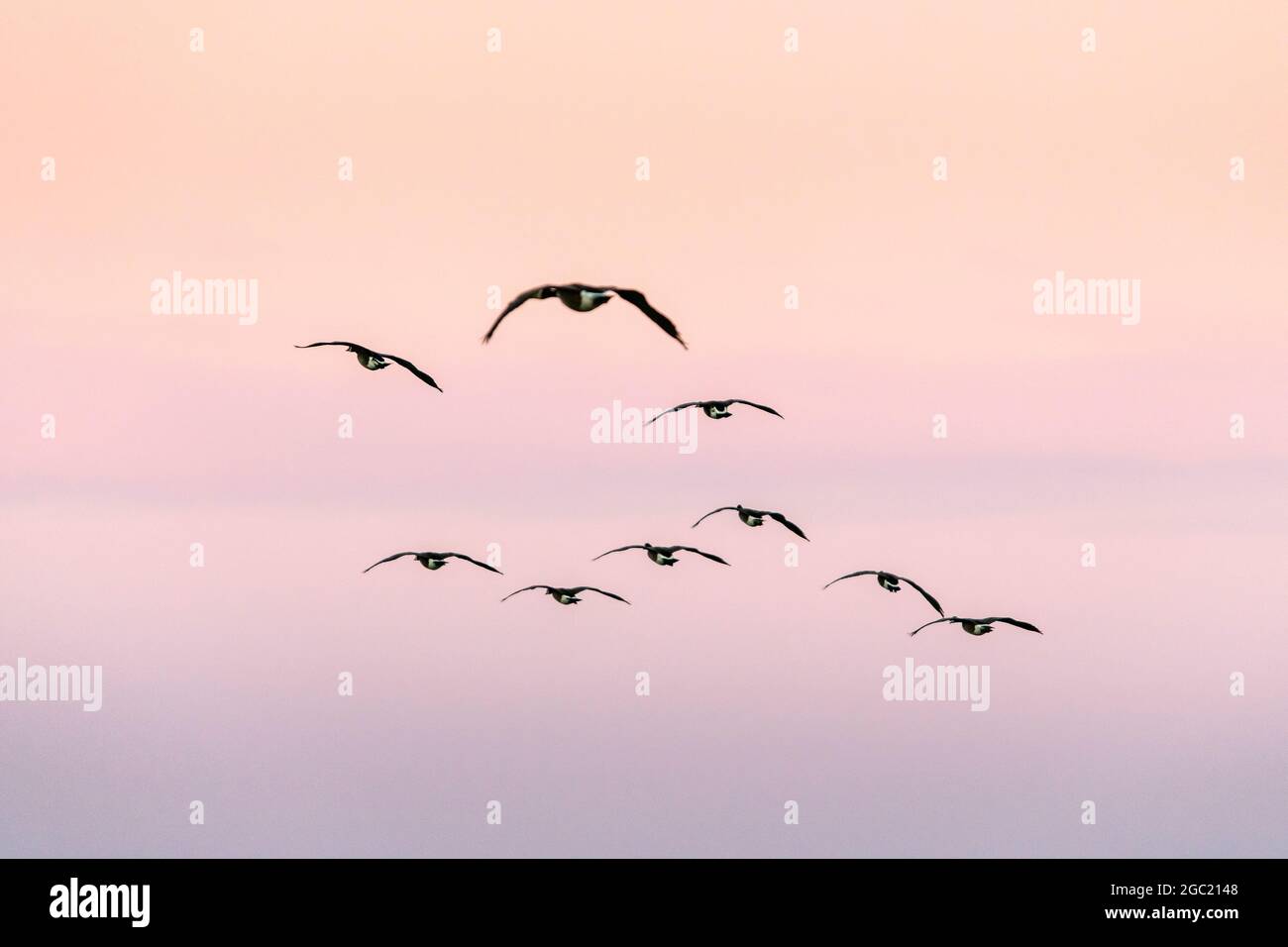 Canada geese flying in the sky at sunset Stock Photo
