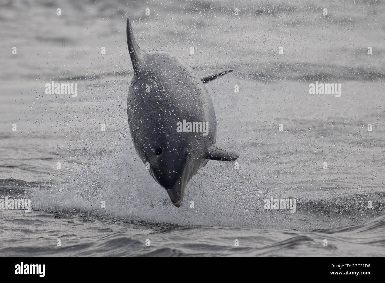 Breaching Bottlenose dolphin at Chanonry Point, Scottish Highlands Stock Photo