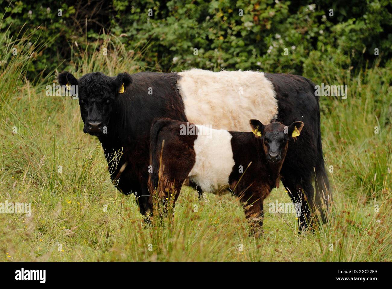 Belted Galloway cow and calf Stock Photo Alamy