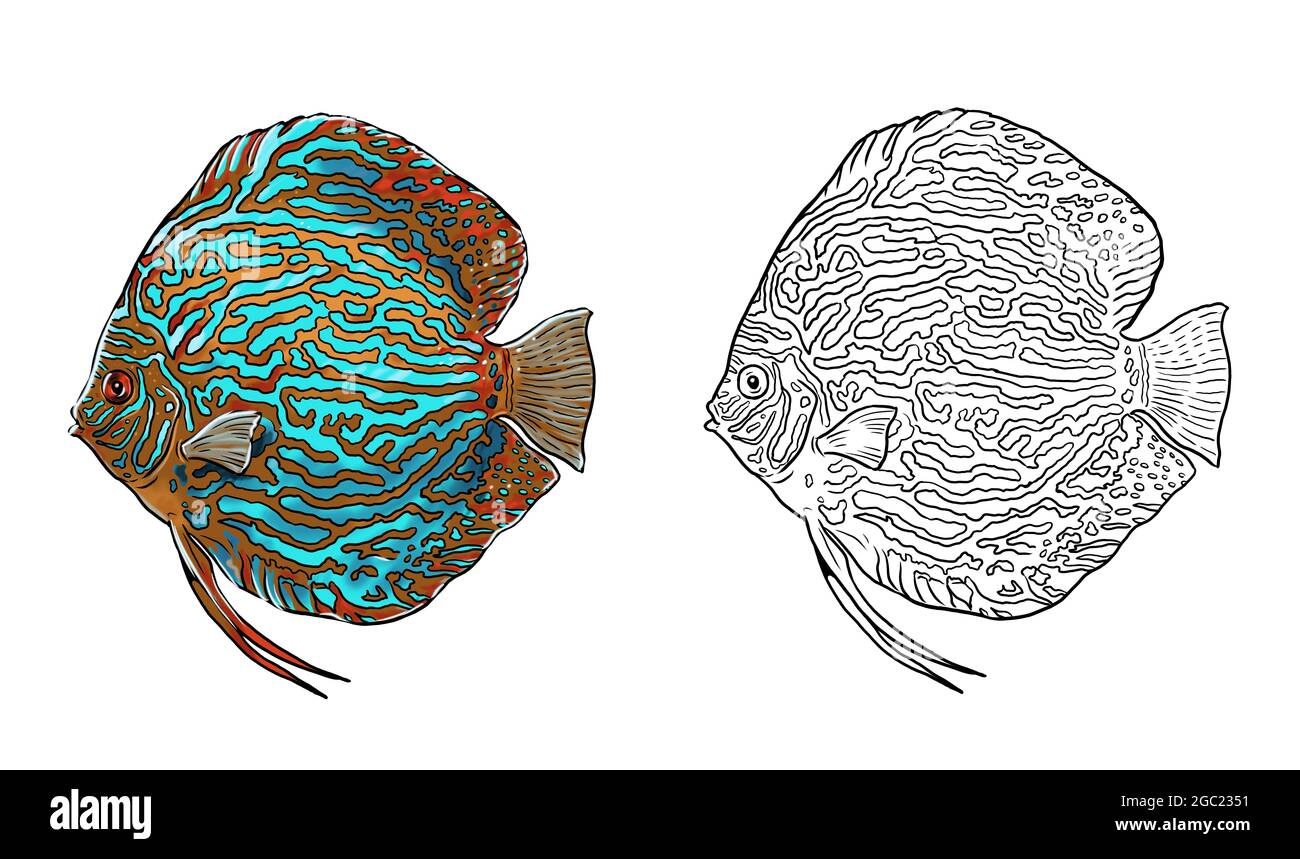 Aquarium for coloring. Discus fish and neon tetra templates. Coloring book for children and adults. Stock Photo