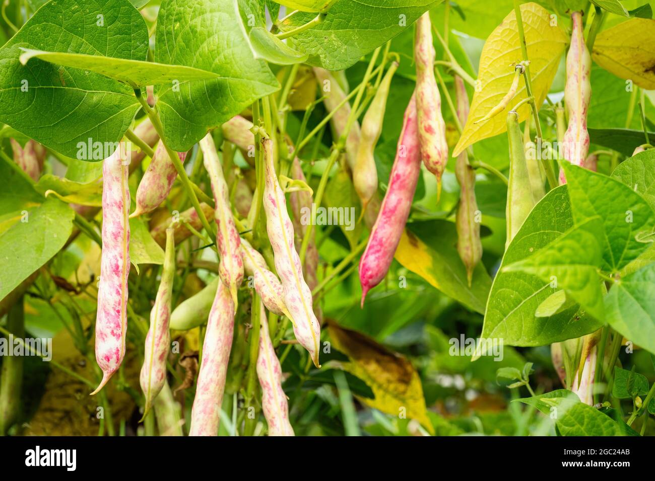 Ripe kidney bean growing on farm. Bush with bunch of pods of haricot plant  (Phaseolus vulgaris var. nanus) ripening in homemade garden. Organic farmin  Stock Photo - Alamy